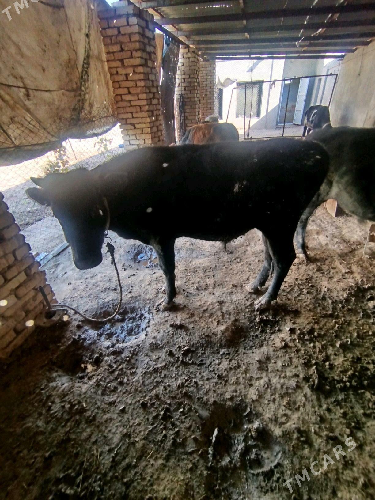 Öküz - Байрамали - img 3