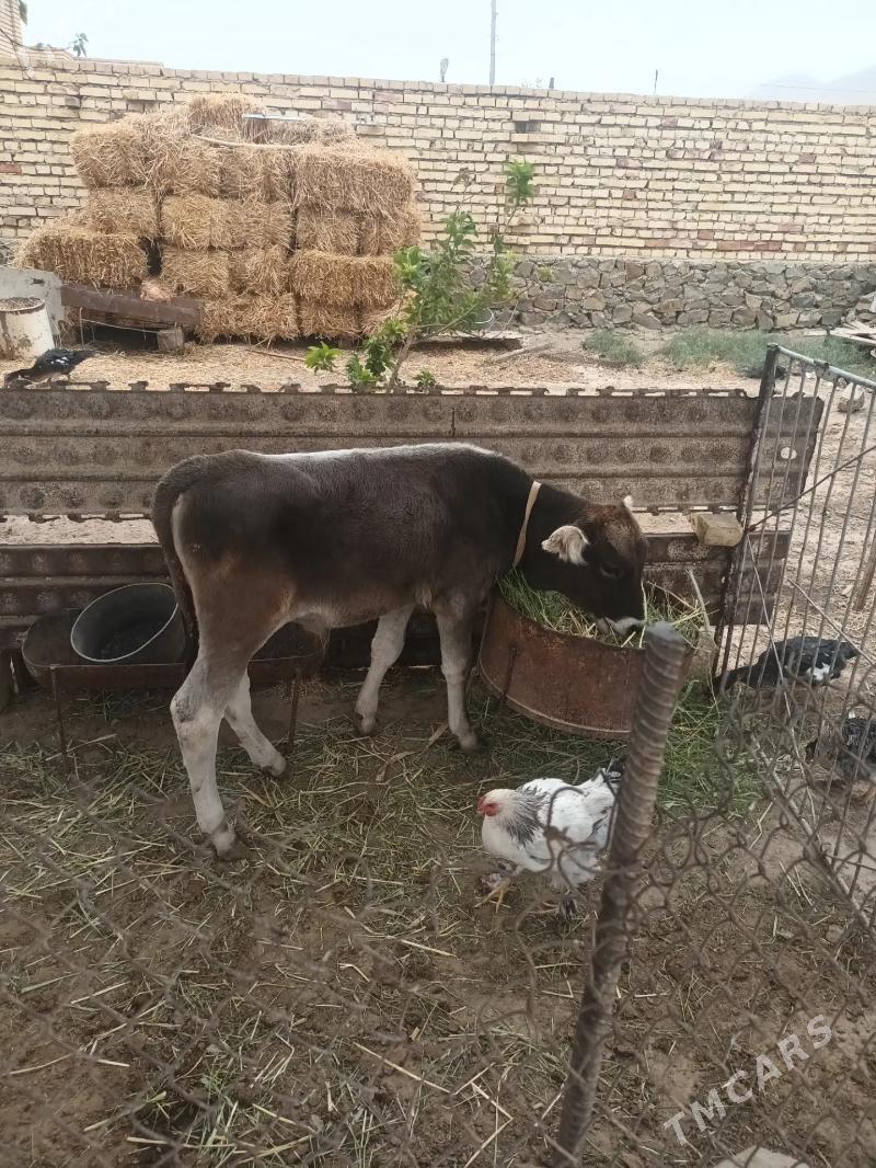 okuzce - Bereket - img 2