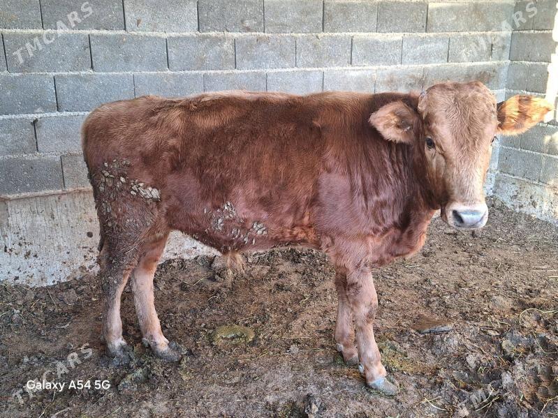 öküz - Бахарден - img 2