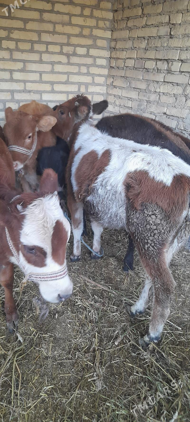 unajyn - Türkmenabat - img 2