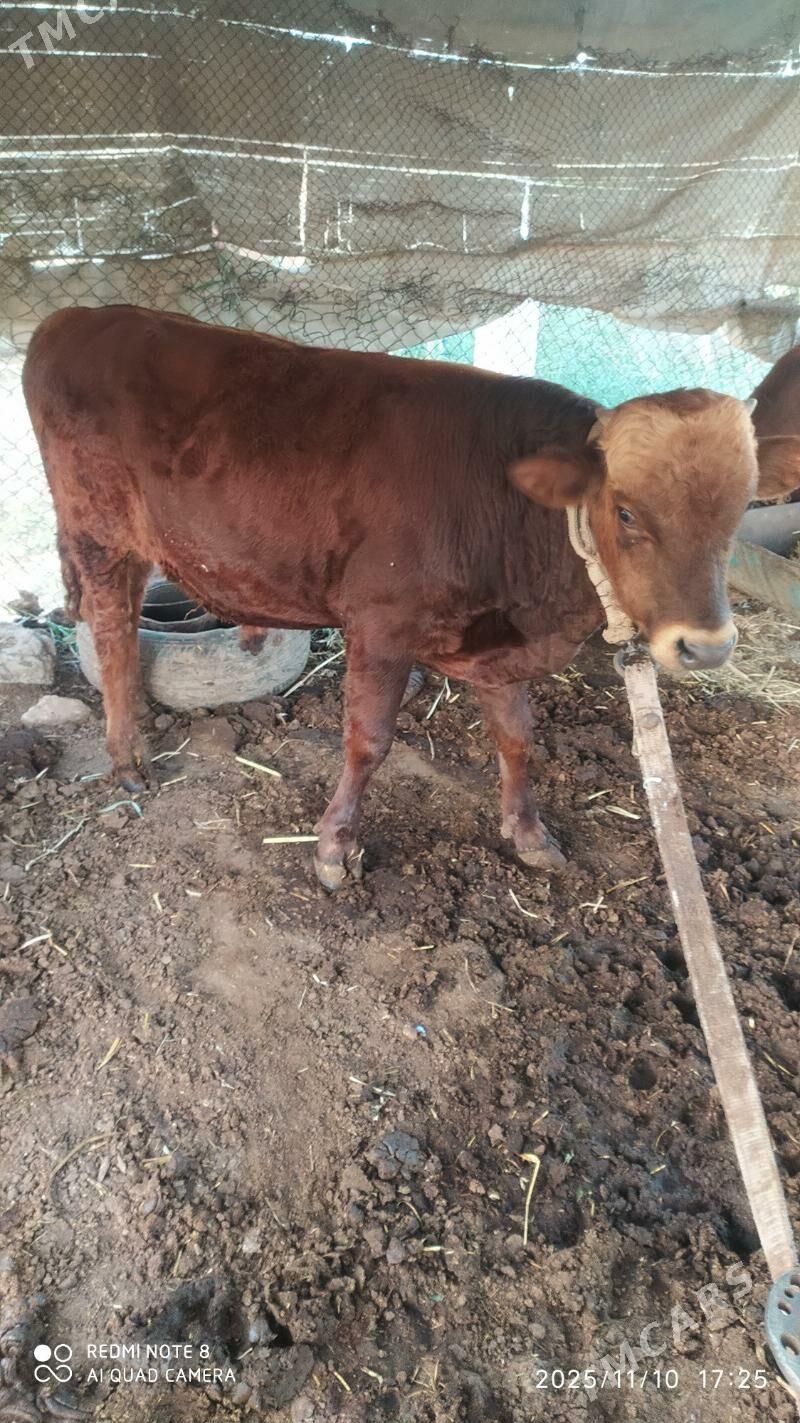 öküzler - Wekilbazar - img 3