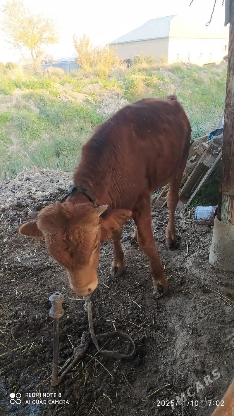 öküzler - Wekilbazar - img 4