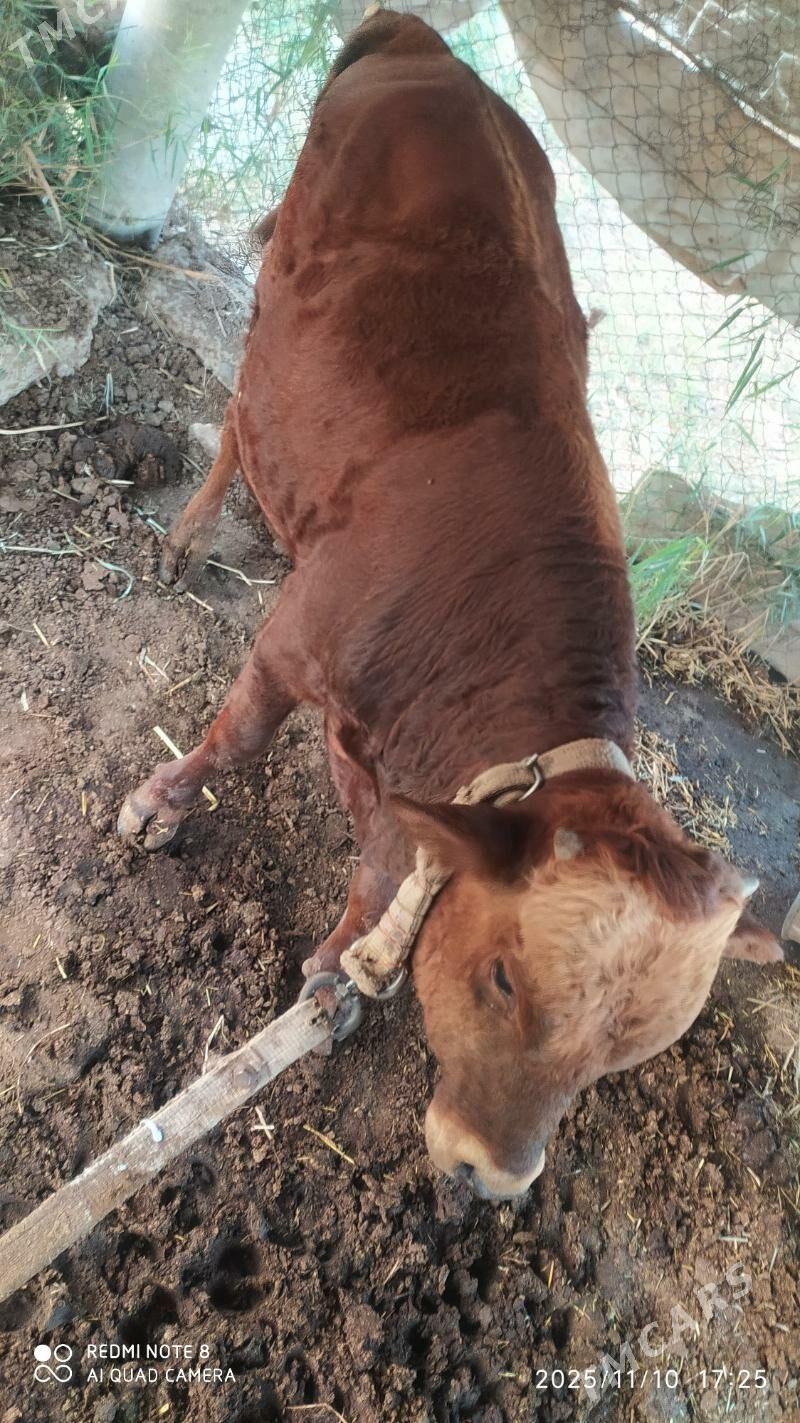 öküzler - Wekilbazar - img 2