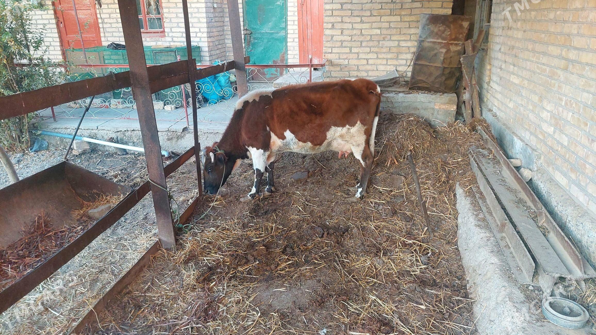 saglyk sygyr - Фарап - img 2