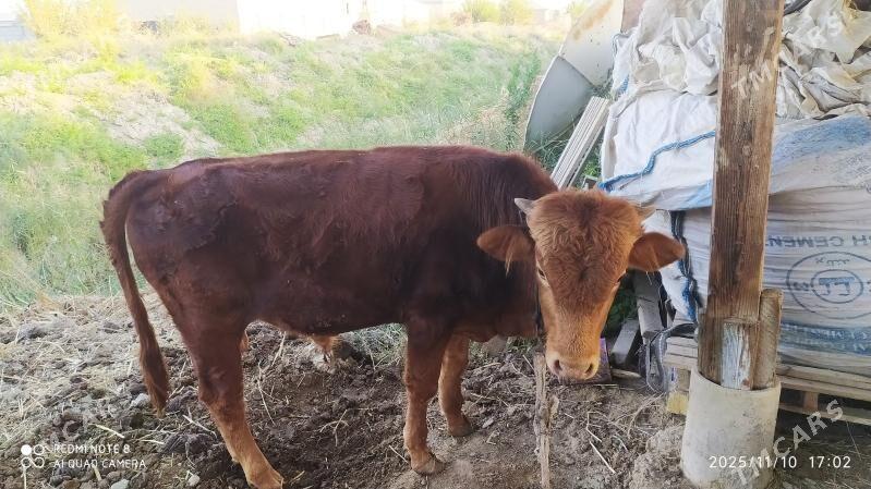 öküzler - Wekilbazar - img 6