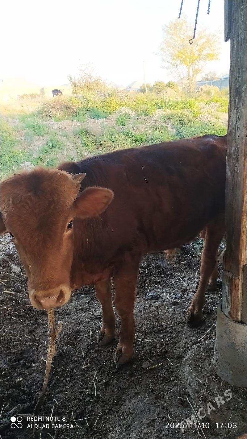 öküzler - Wekilbazar - img 5