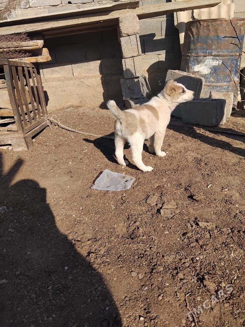 Türkmen güjük - Garadamak Şor - img 2