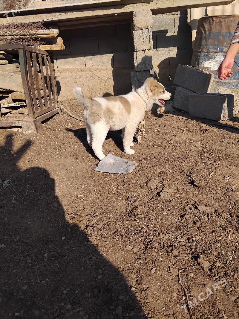 Türkmen güjük - Garadamak Şor - img 3