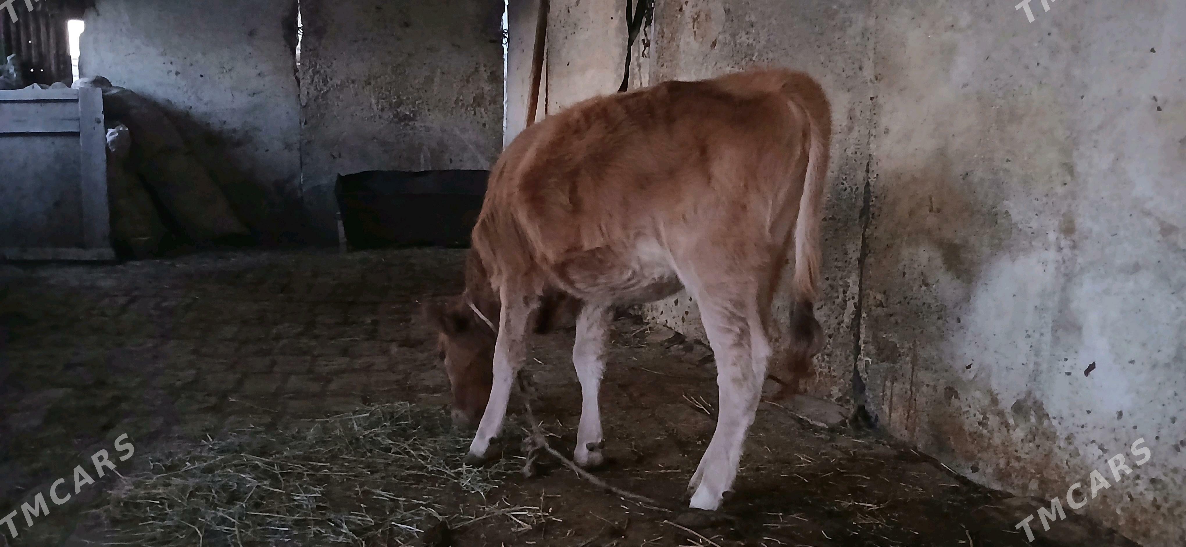 Tuwe - Gökdepe - img 2