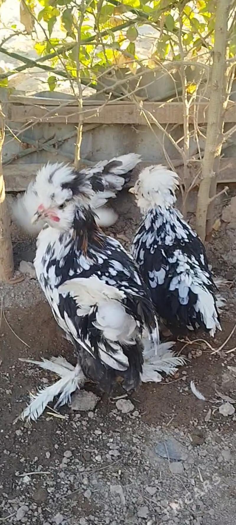 КАРЕЙКА ЯПОНСКИЙ - Туркменабат - img 7