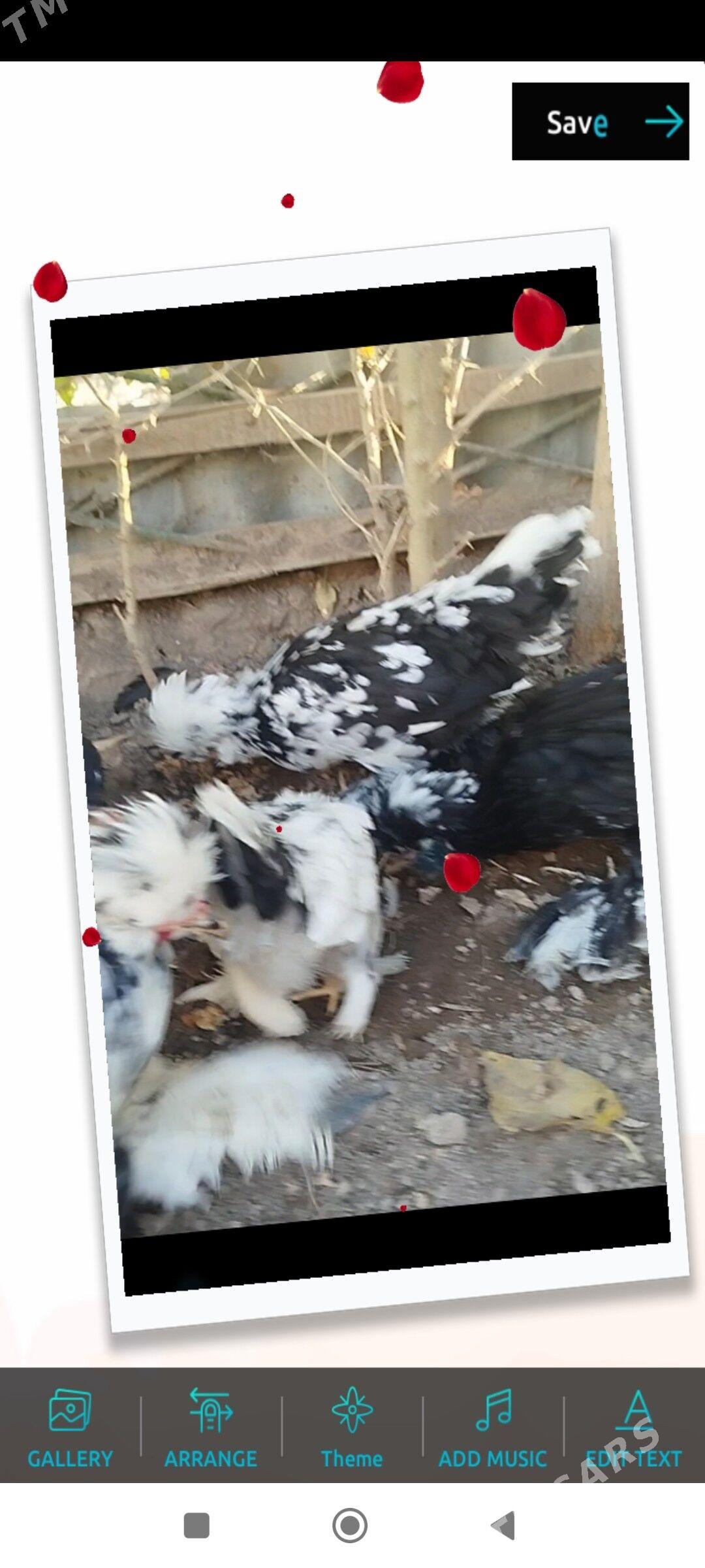 КАРЕЙКА ЯПОНСКИЙ - Туркменабат - img 5