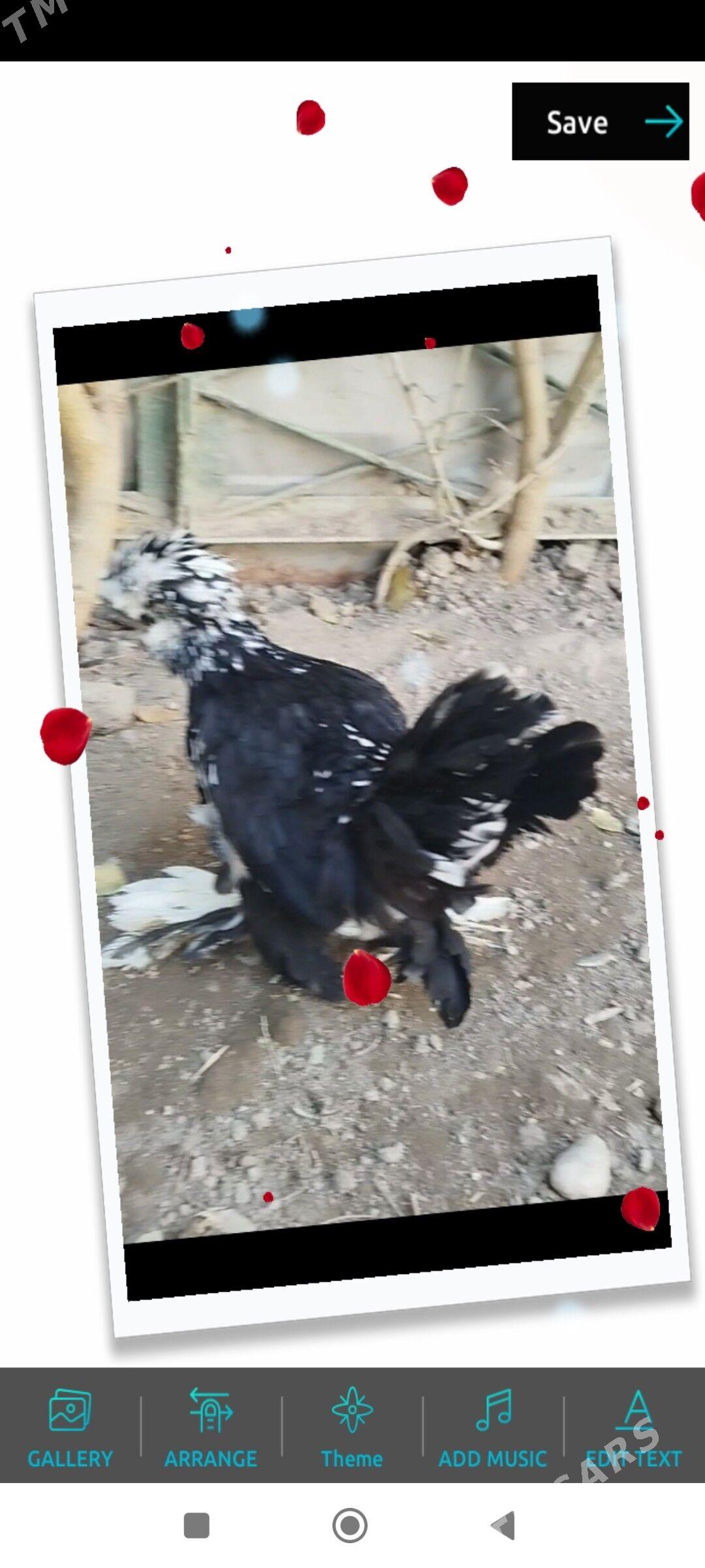 КАРЕЙКА ЯПОНСКИЙ - Туркменабат - img 4