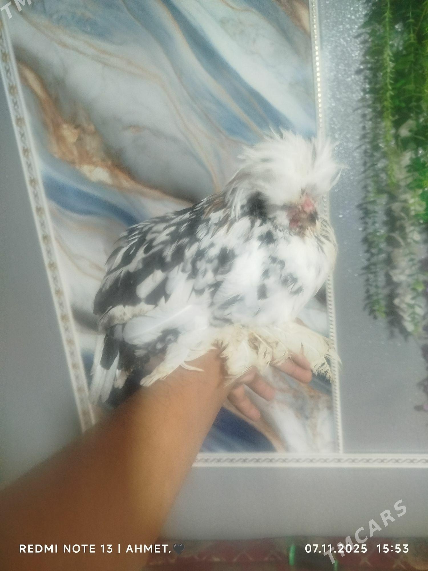 КАРЕЙКА ЯПОНСКИЙ - Туркменабат - img 1