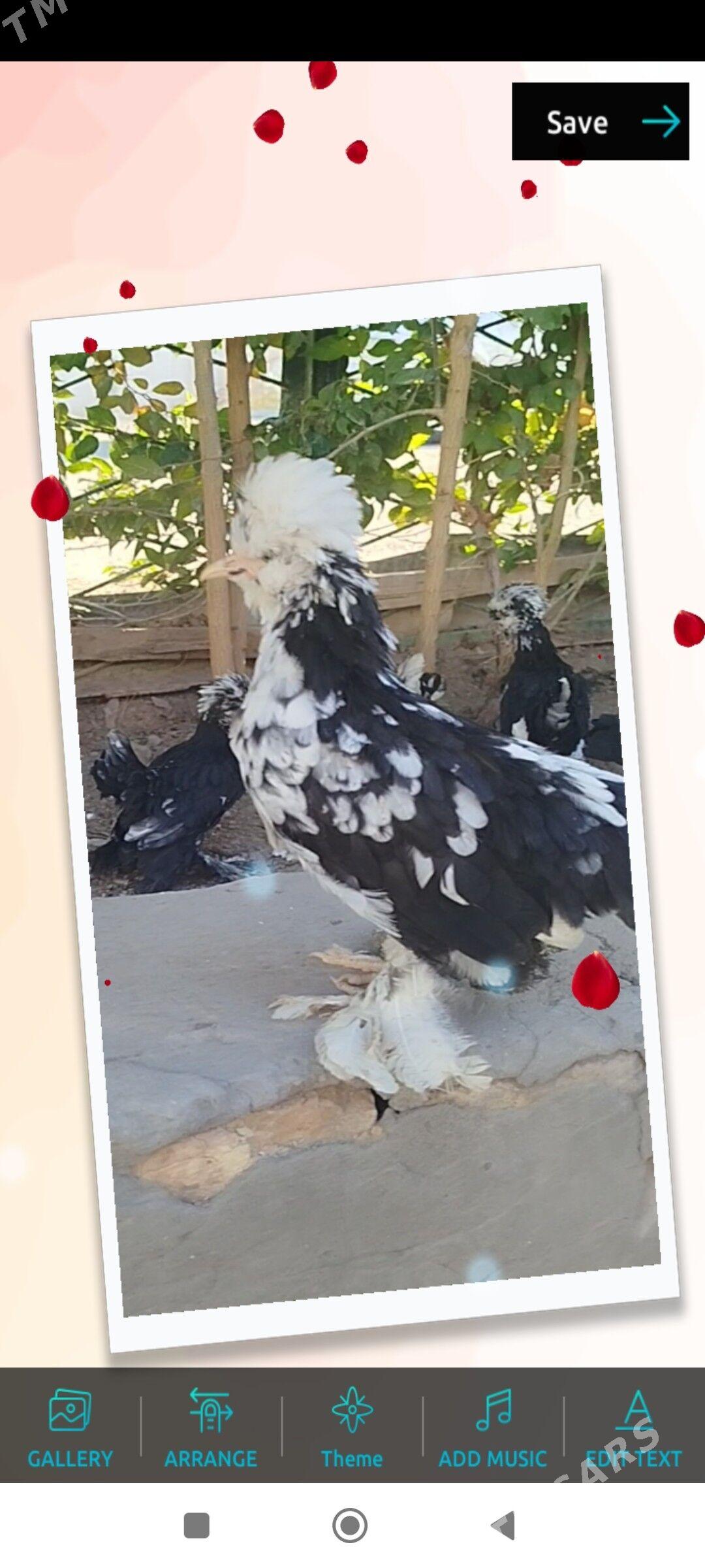 КАРЕЙКА ЯПОНСКИЙ - Туркменабат - img 2