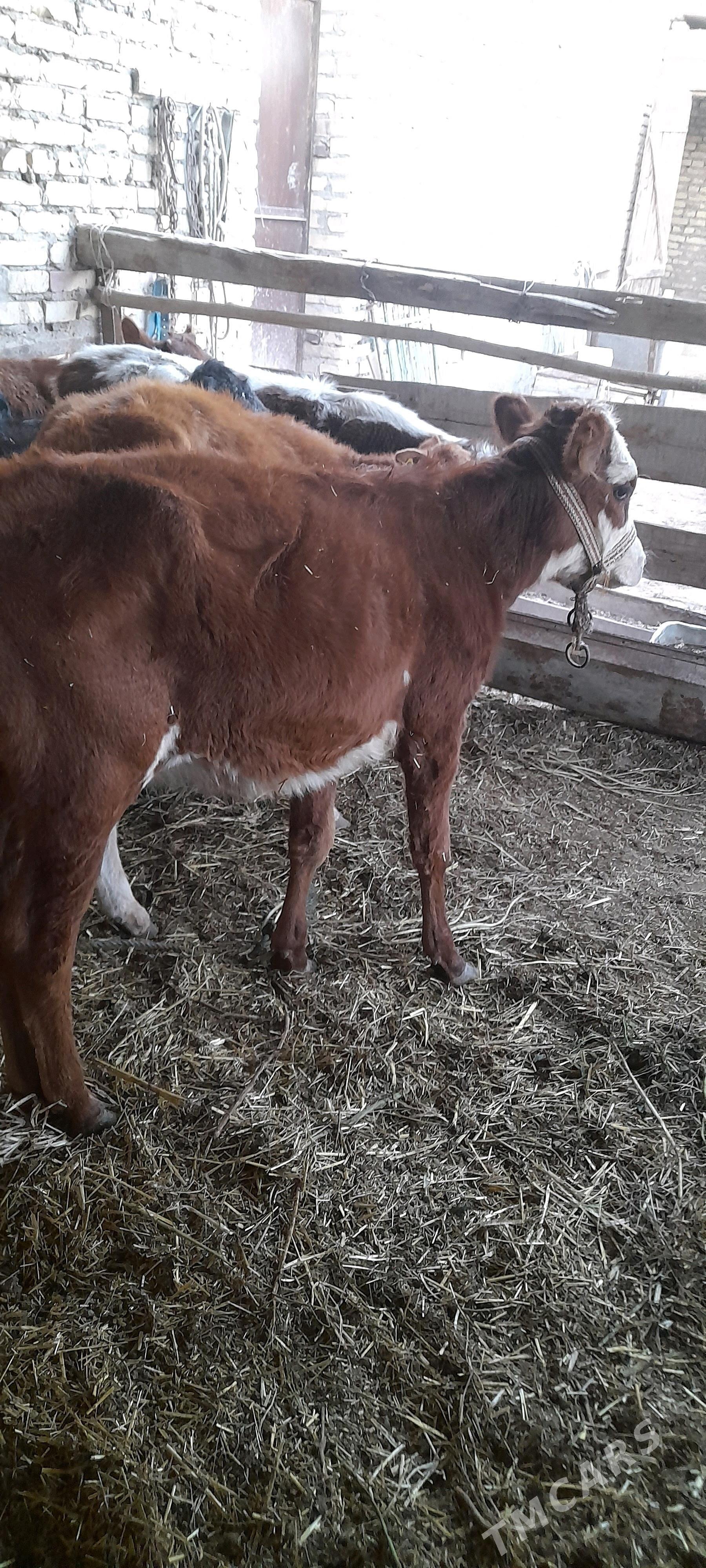 unajyn - Türkmenabat - img 3