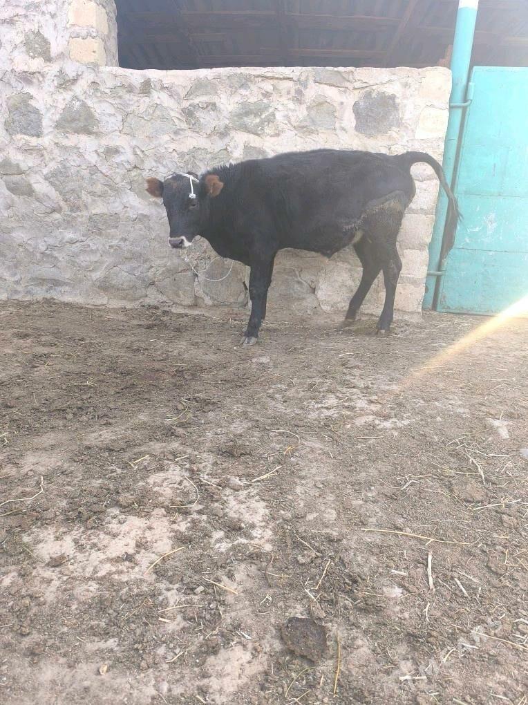 Okiz - Bereket - img 3