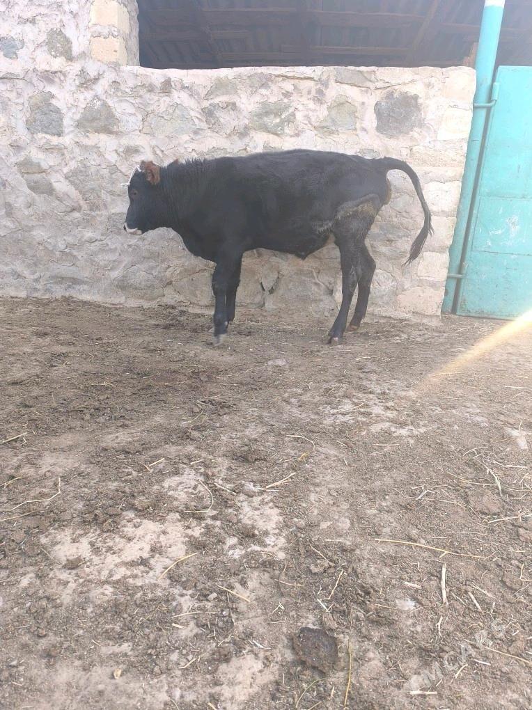 Okiz - Bereket - img 2