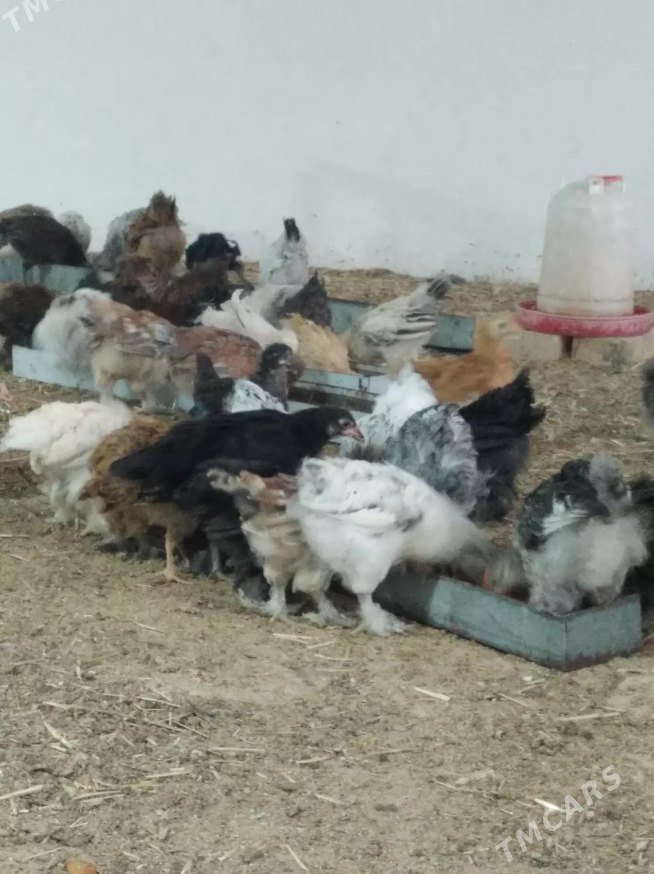 balakly jujeler - Сакарчага - img 2