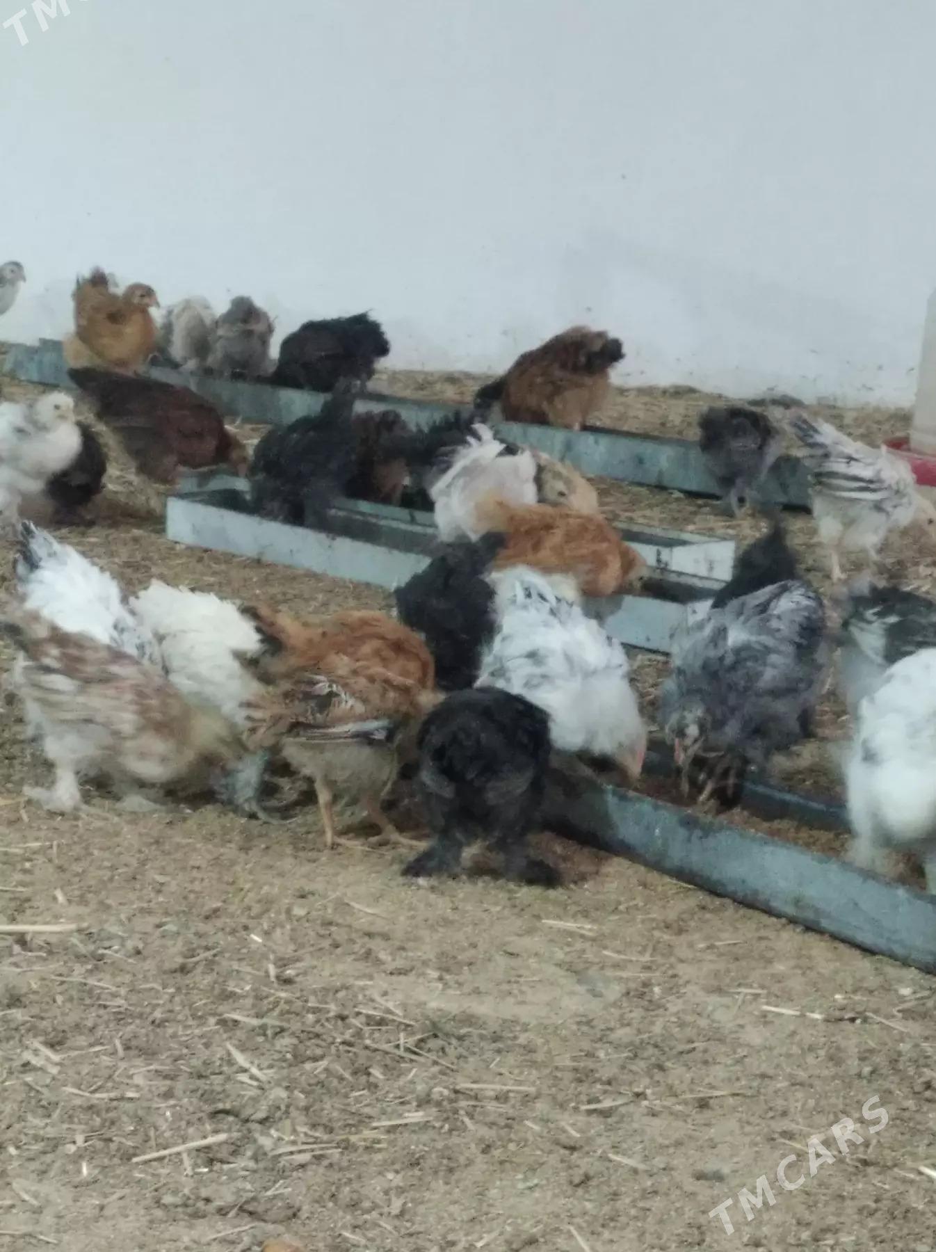 balakly jujeler - Сакарчага - img 1