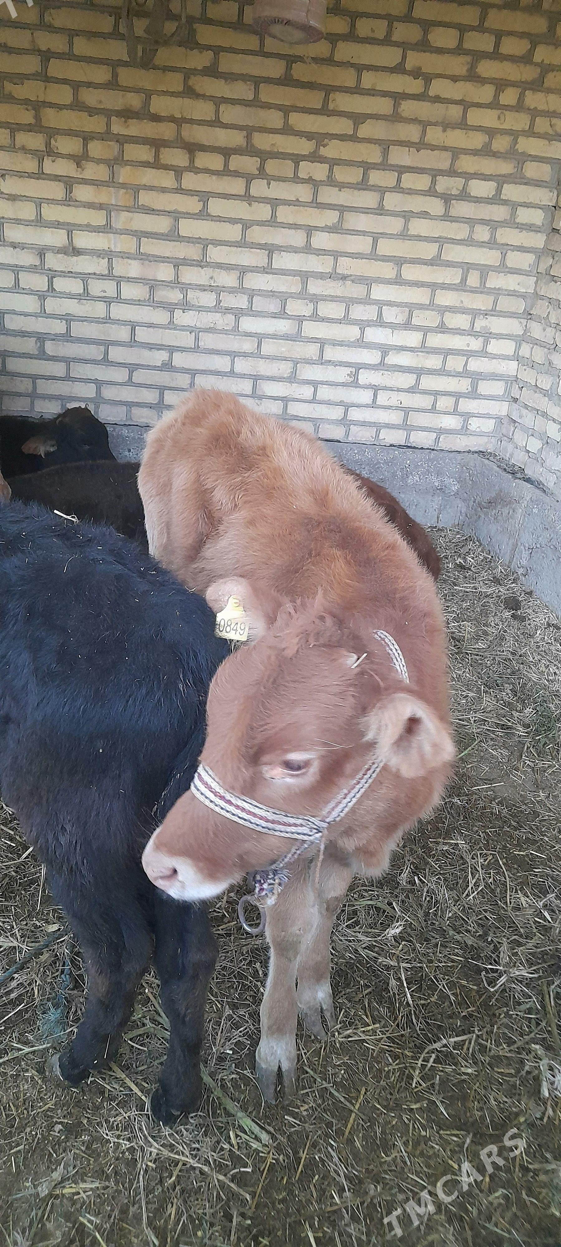 unajyn - Türkmenabat - img 4