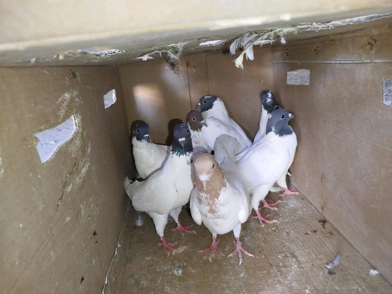 Kepderi Кепдери - Podwoýski köç. (Bitarap Türkmenistan şaýoly) - img 7