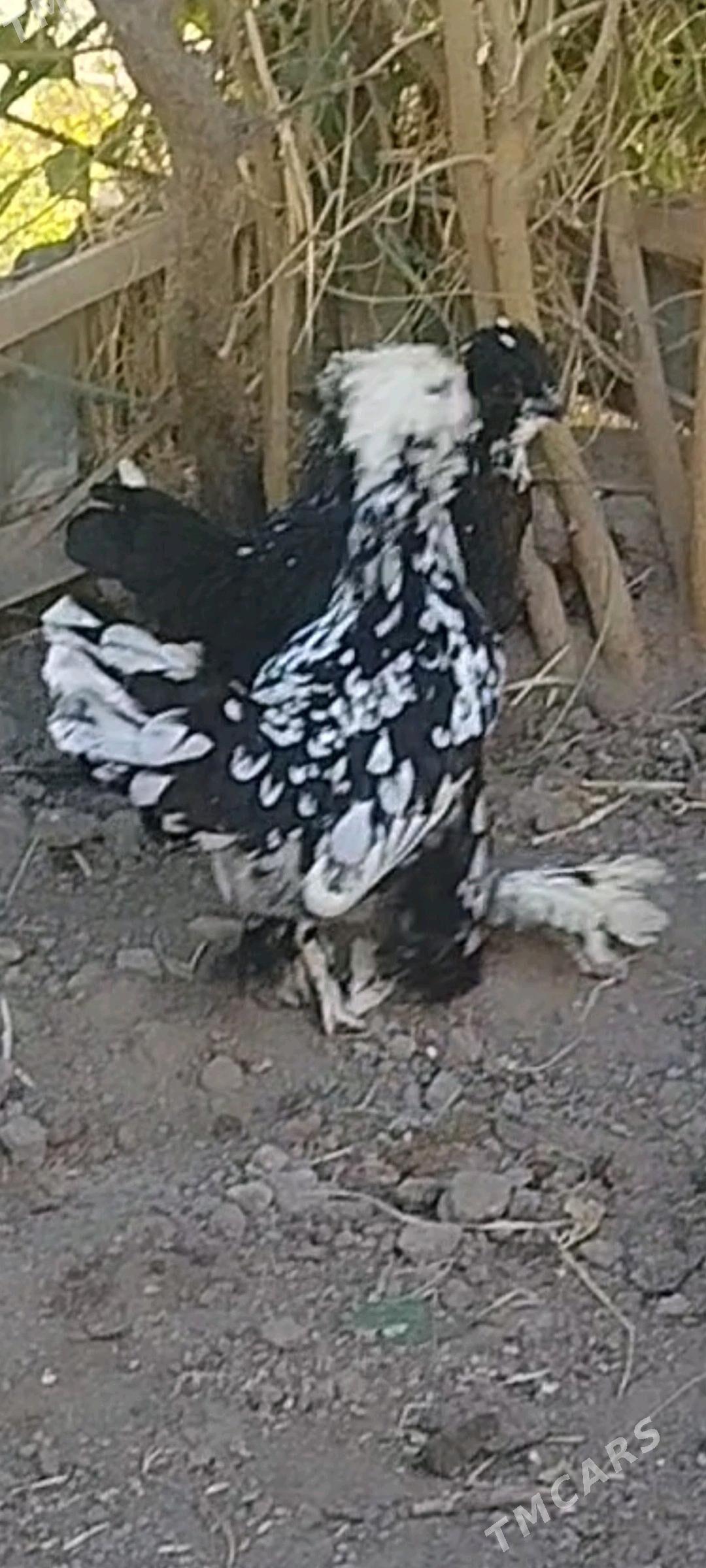 КАРЕЙКА ЯПОНСКИЙ - Туркменабат - img 9