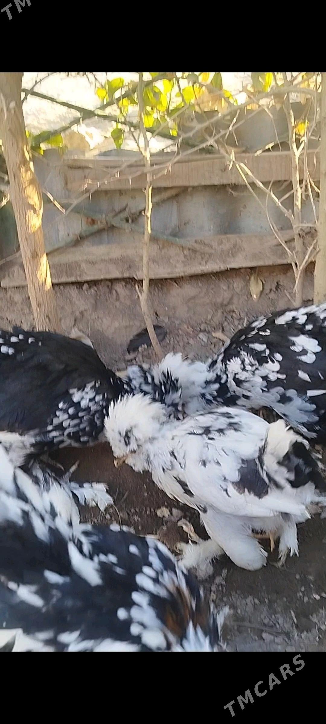 КАРЕЙКА ЯПОНСКИЙ - Туркменабат - img 8