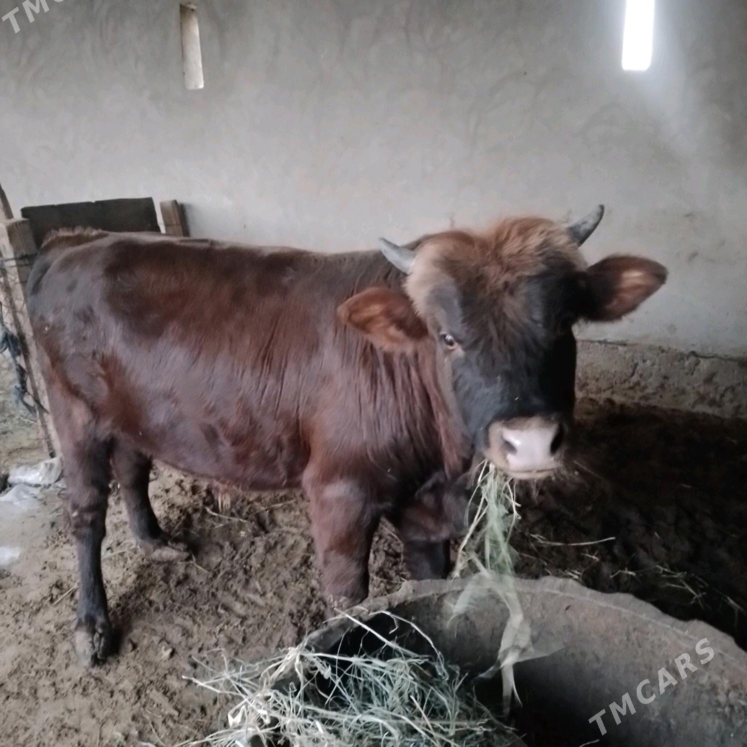 Öküz - Мары - img 2