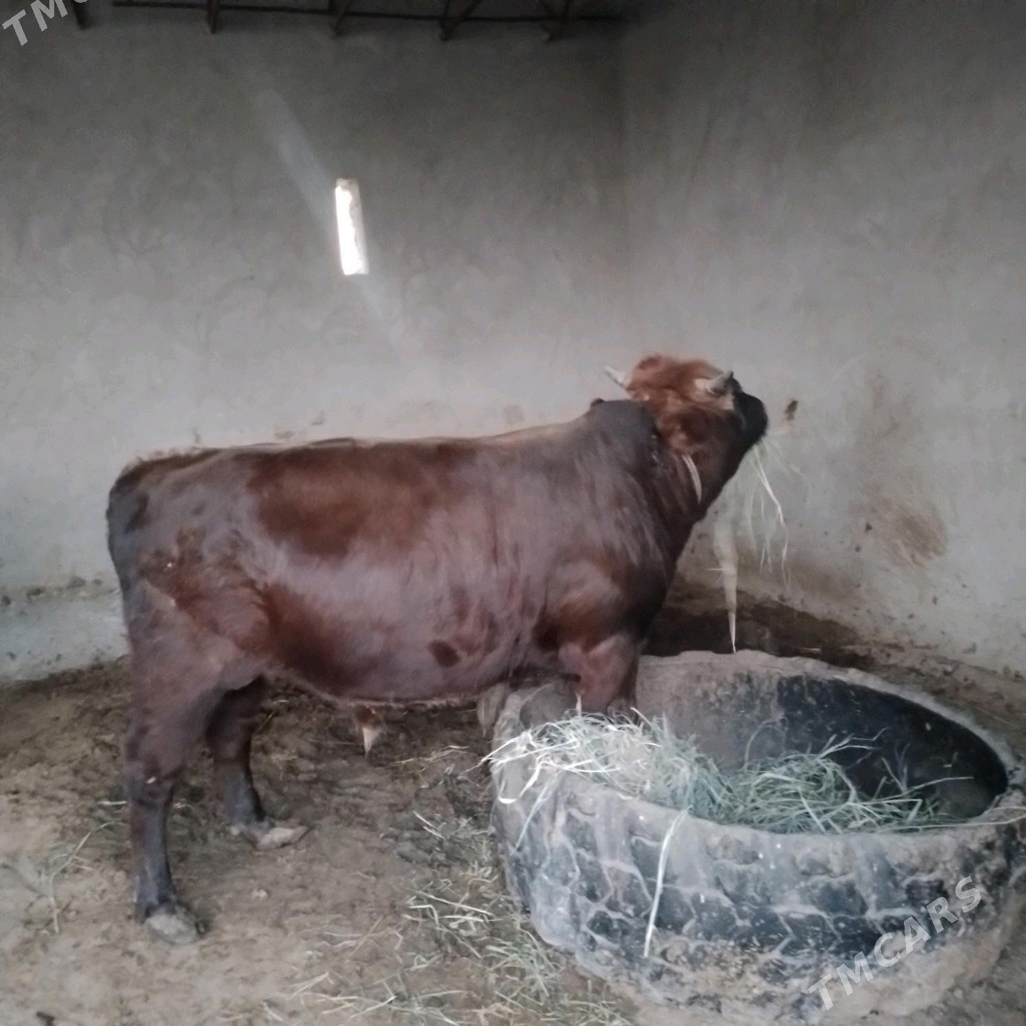 Öküz - Мары - img 5