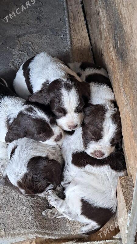 Щенки спаниеля - Ашхабад - img 3