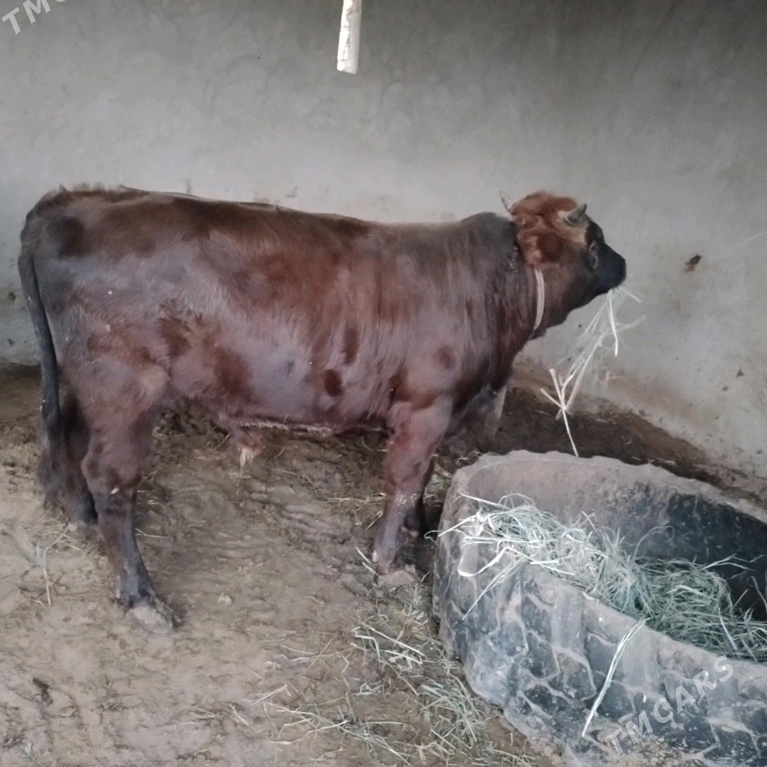 Öküz - Мары - img 4