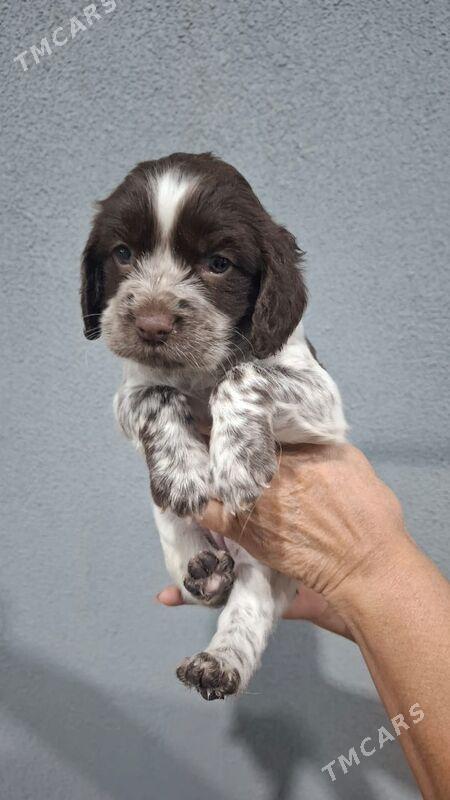 Щенки спаниеля - Ашхабад - img 4