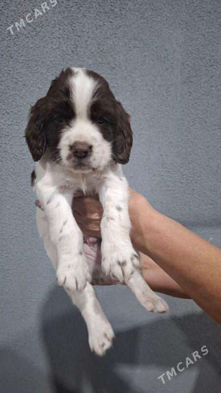 Щенки спаниеля - Ашхабад - img 2