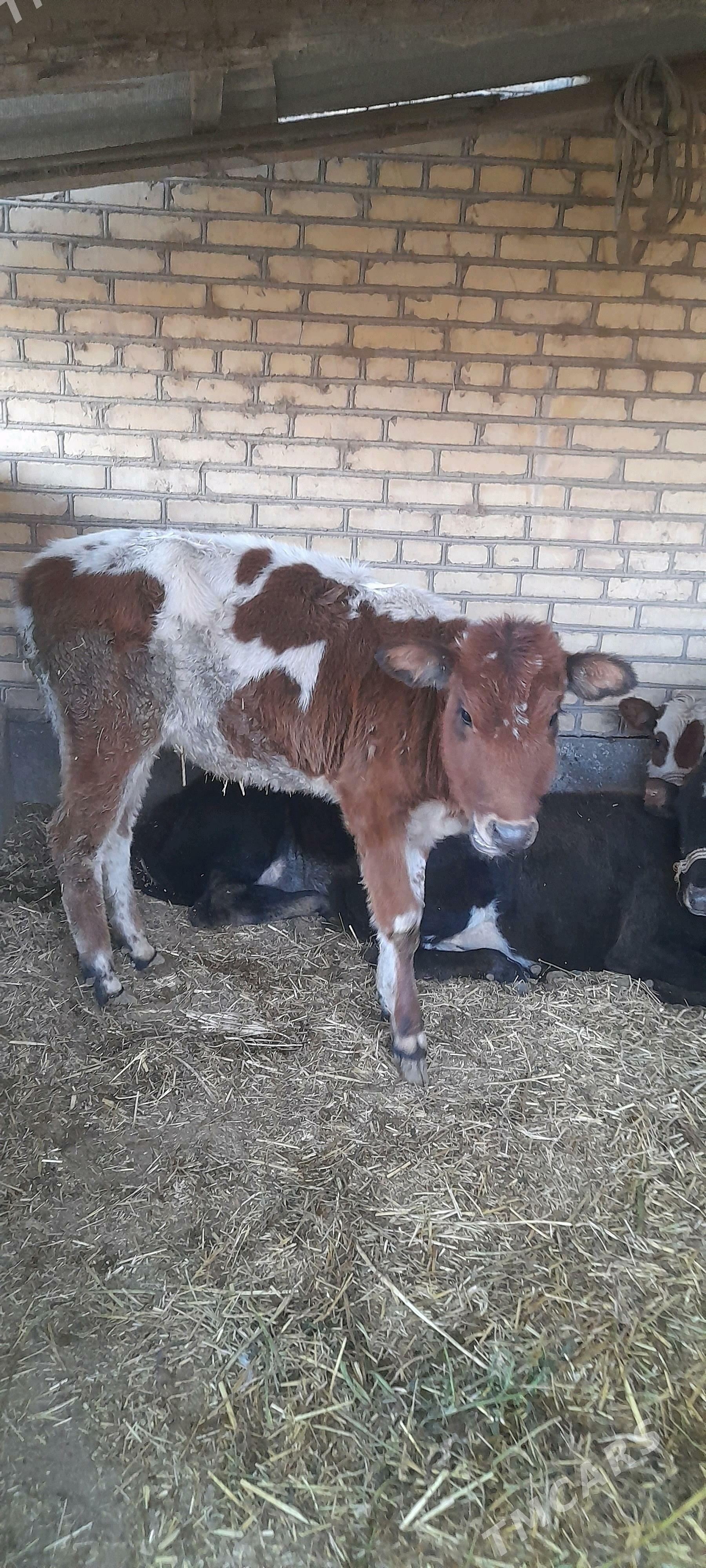 unajyn - Türkmenabat - img 5