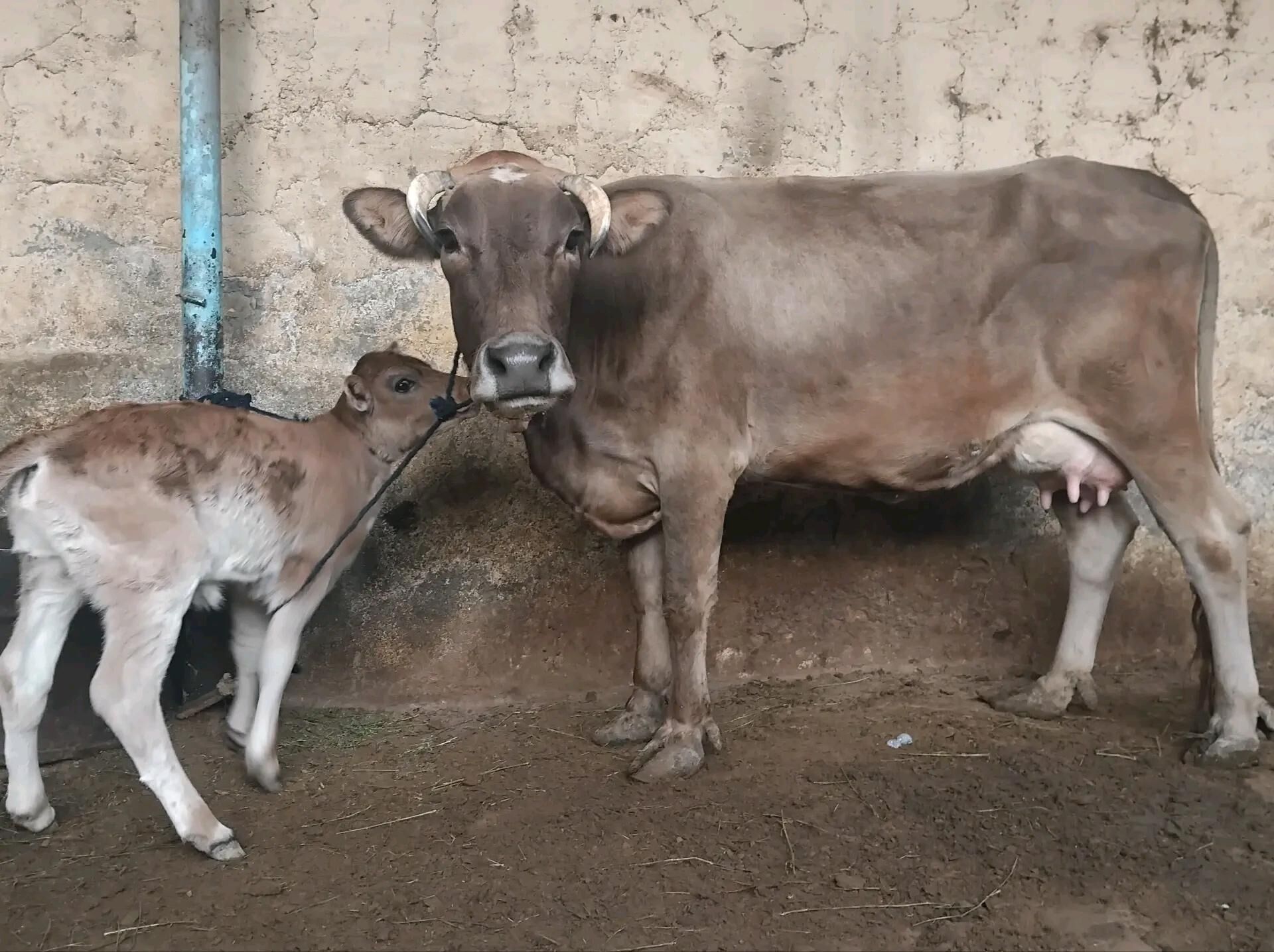 goleli sygyr - Garadamak Şor - img 2