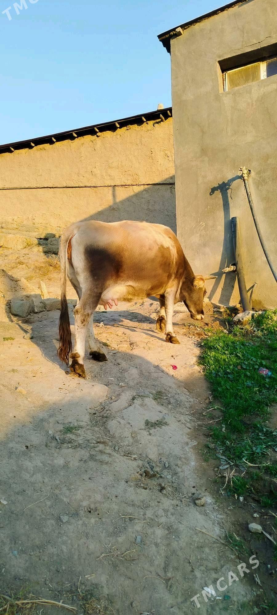 süÿtly tohum sygyr - Bäherden - img 2