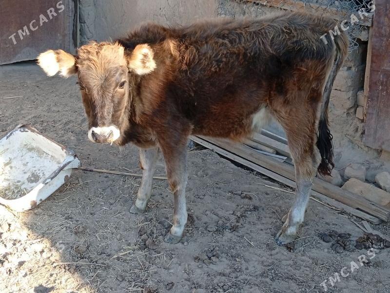 goleli sygyr - Magtymguly - img 3