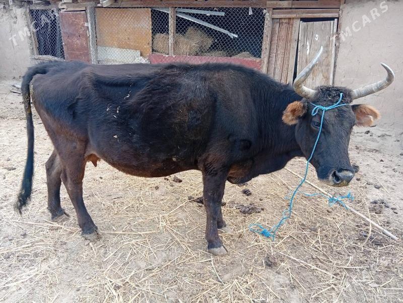 goleli sygyr - Magtymguly - img 2