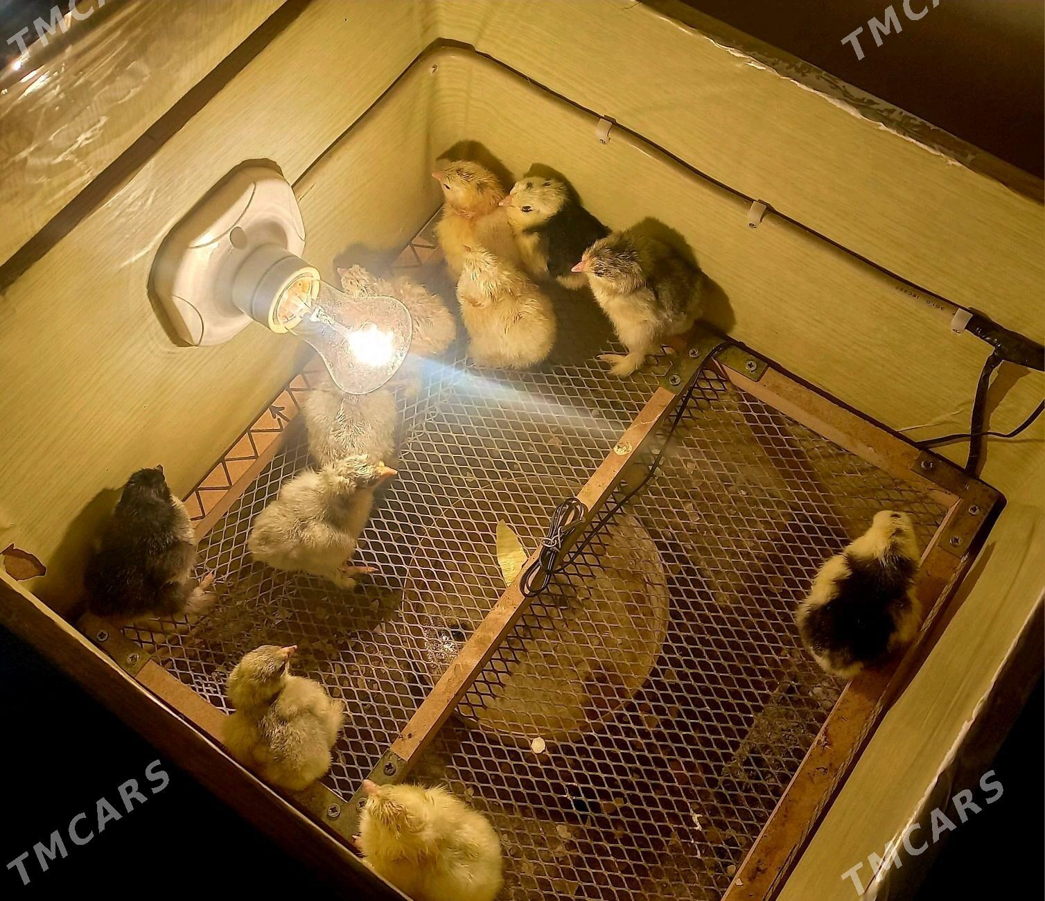 Brama juyje - Балканабат - img 2