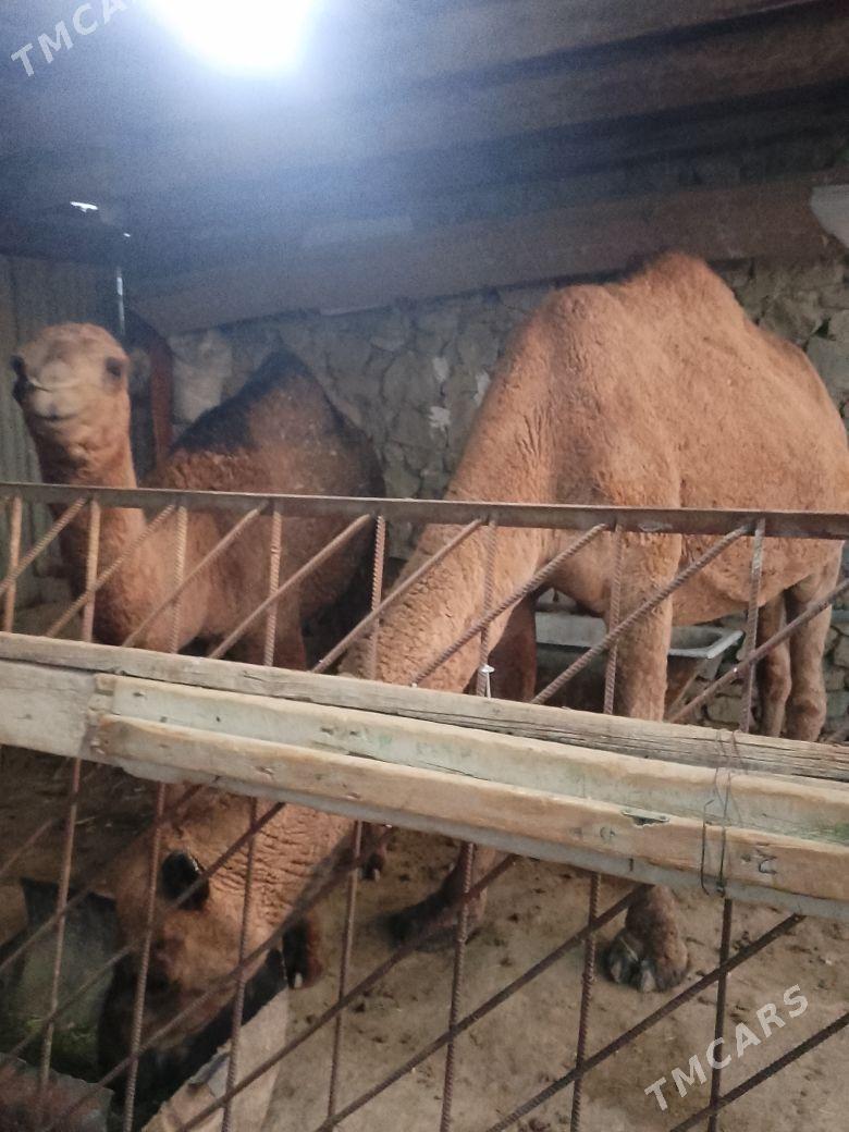 düye - Bereket - img 6