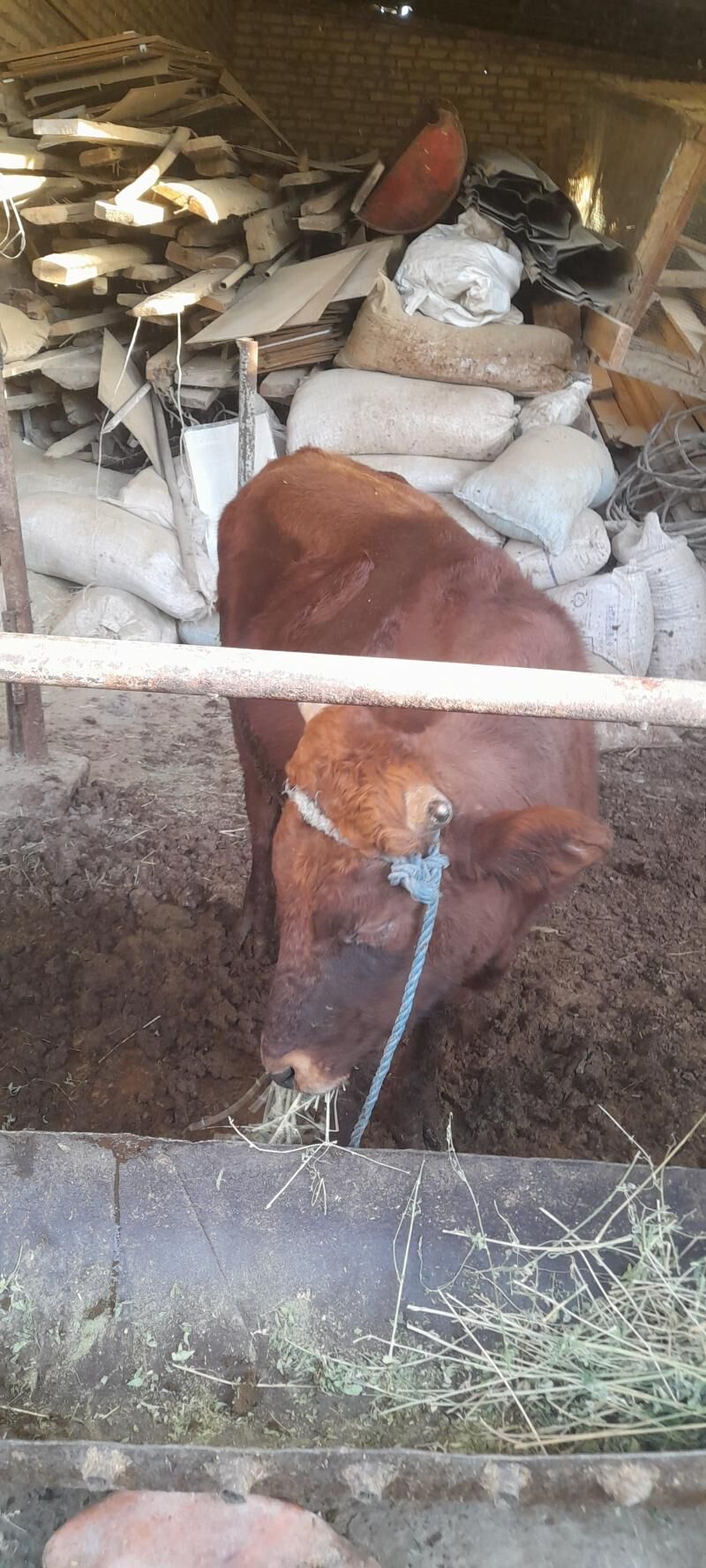 okuz - Türkmenabat - img 5