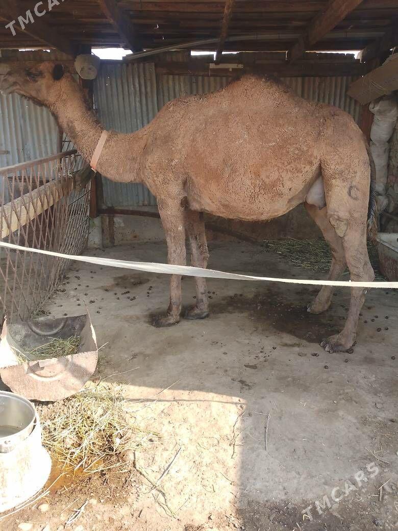 düye - Bereket - img 3