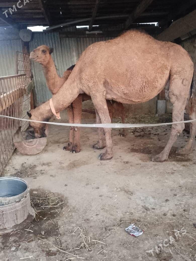 düye - Bereket - img 2