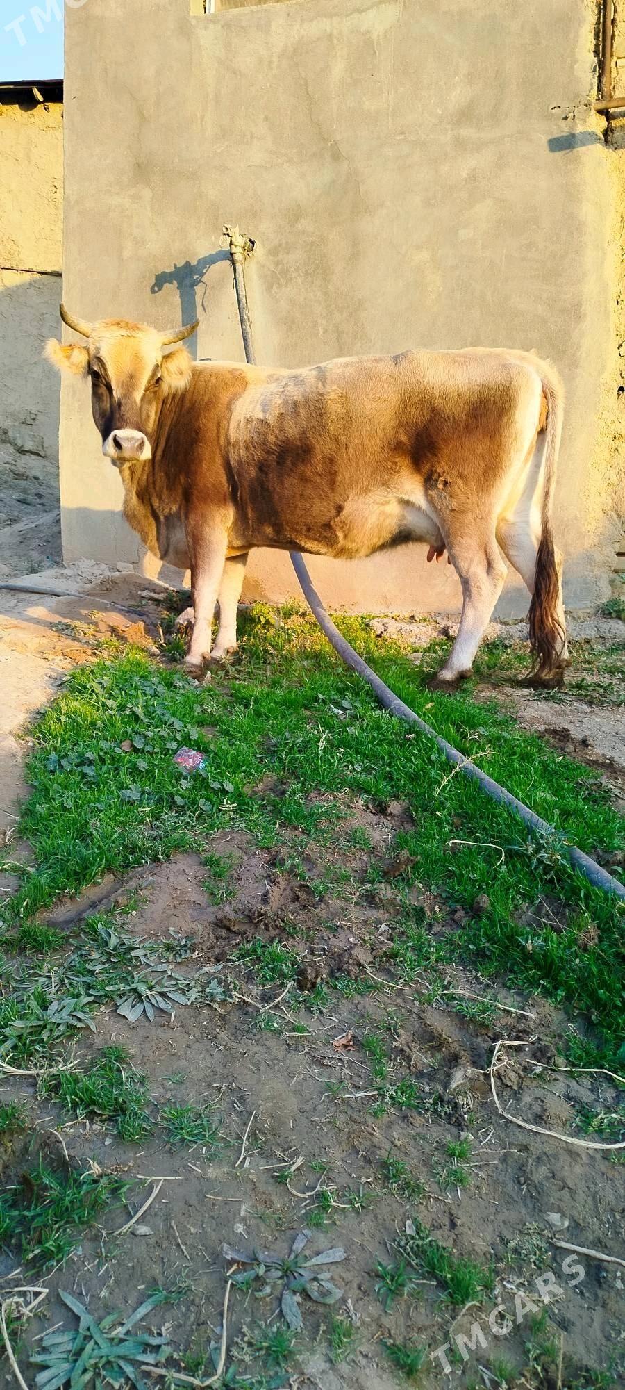 süÿtly tohum sygyr - Bäherden - img 3