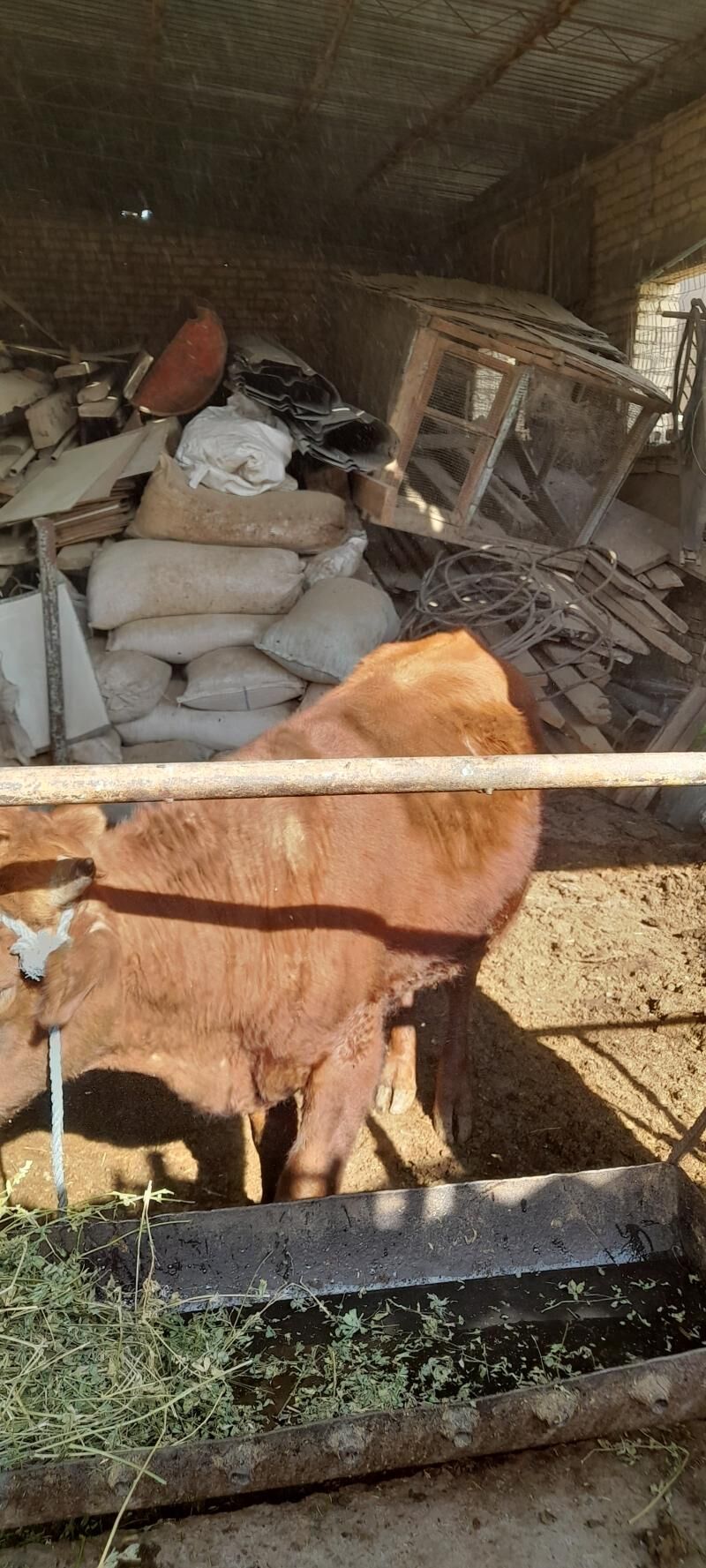 okuz - Türkmenabat - img 6