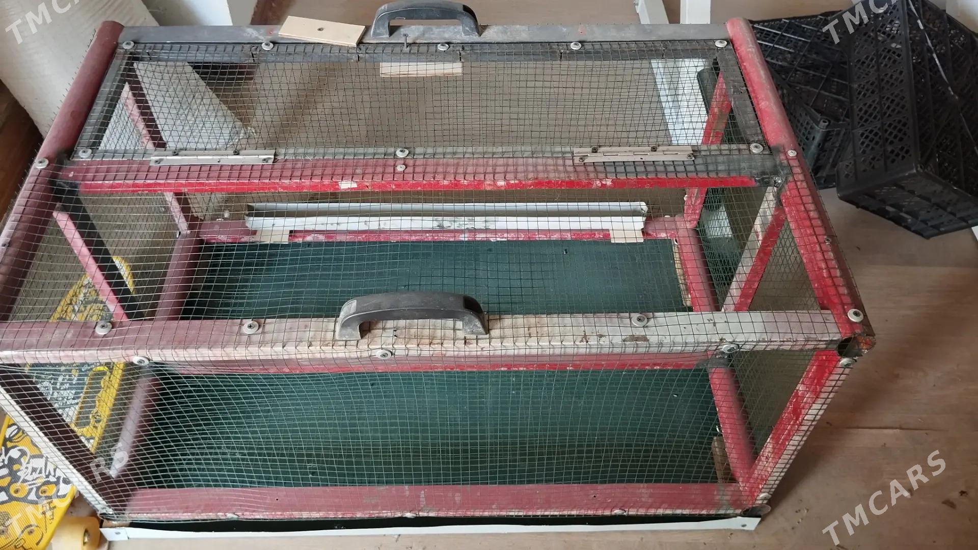 juyje ketek - Bekrewe - img 3