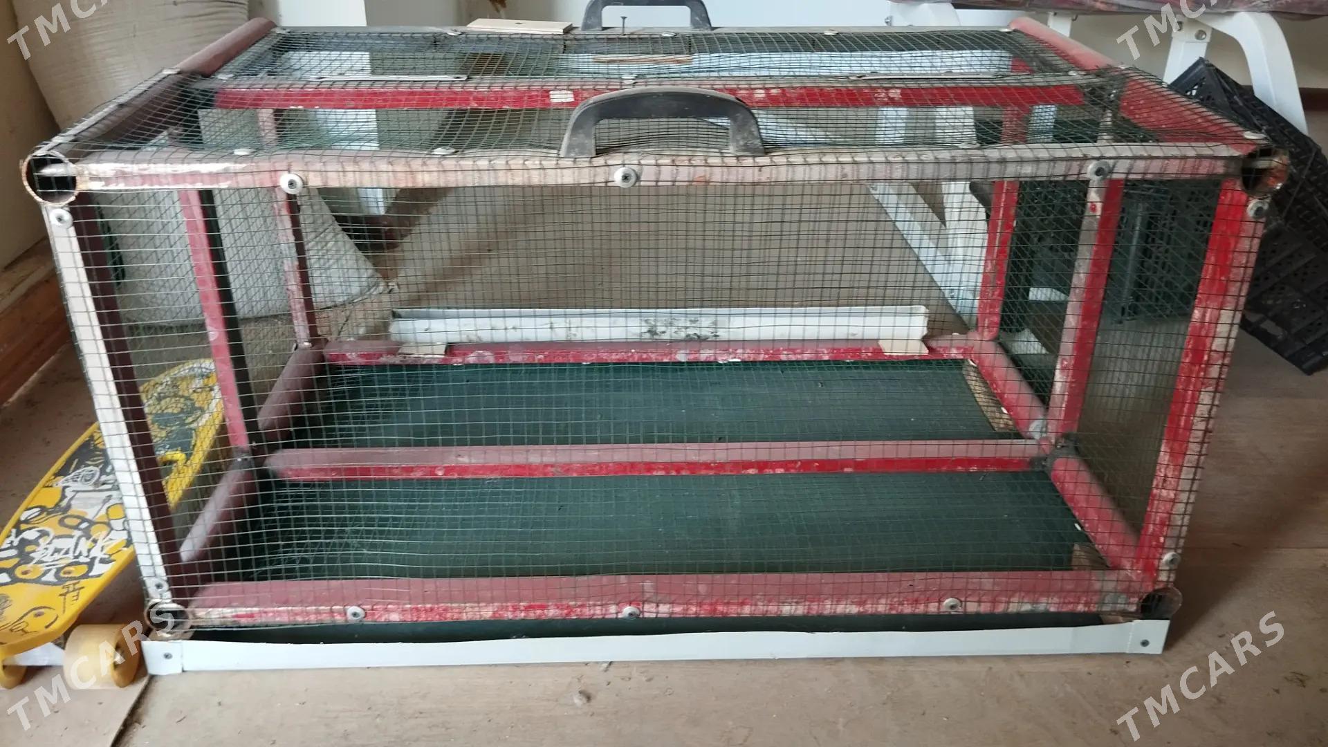 juyje ketek - Bekrewe - img 4