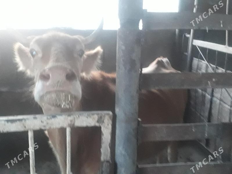 sygyrlar - Джебел - img 2