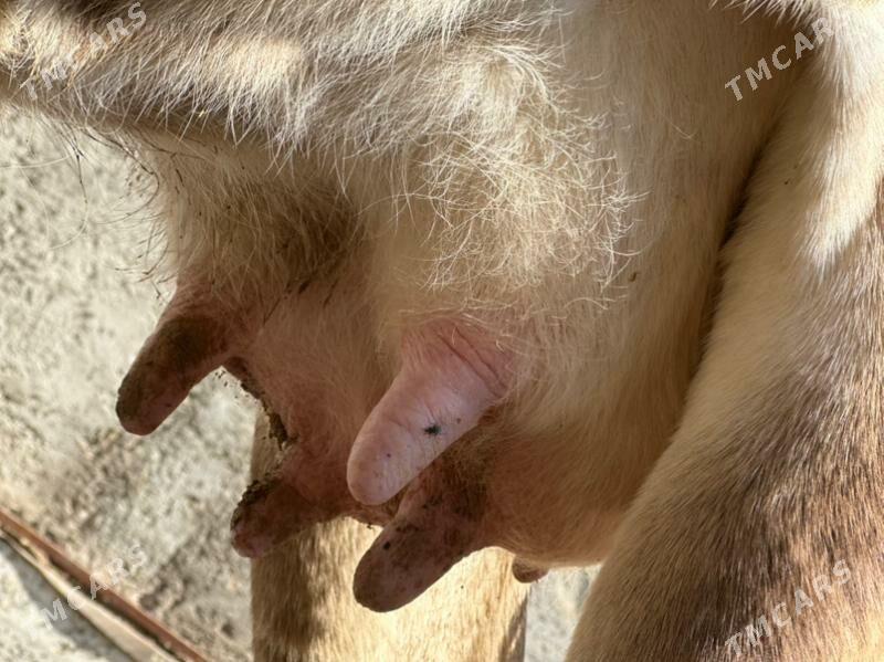 ARGİNAL GÖLELİ SYGYR - Çoganly - img 3