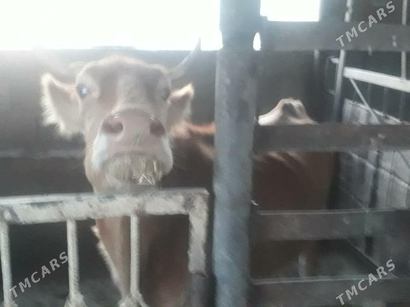 sygyrlar - Джебел - img 4